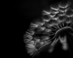 Preview wallpaper dandelion, fluff, macro, black and white, black