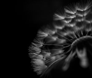 Preview wallpaper dandelion, fluff, macro, black and white, black