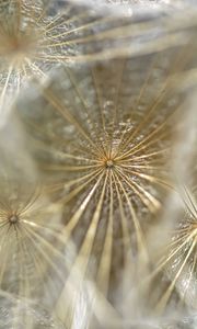 Preview wallpaper dandelion, fluff, macro, light