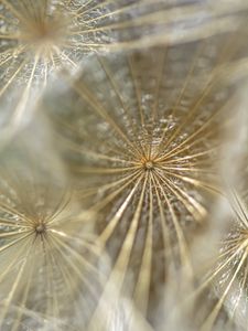 Preview wallpaper dandelion, fluff, macro, light