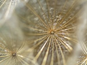 Preview wallpaper dandelion, fluff, macro, light