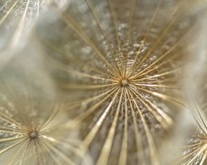 Preview wallpaper dandelion, fluff, macro, light