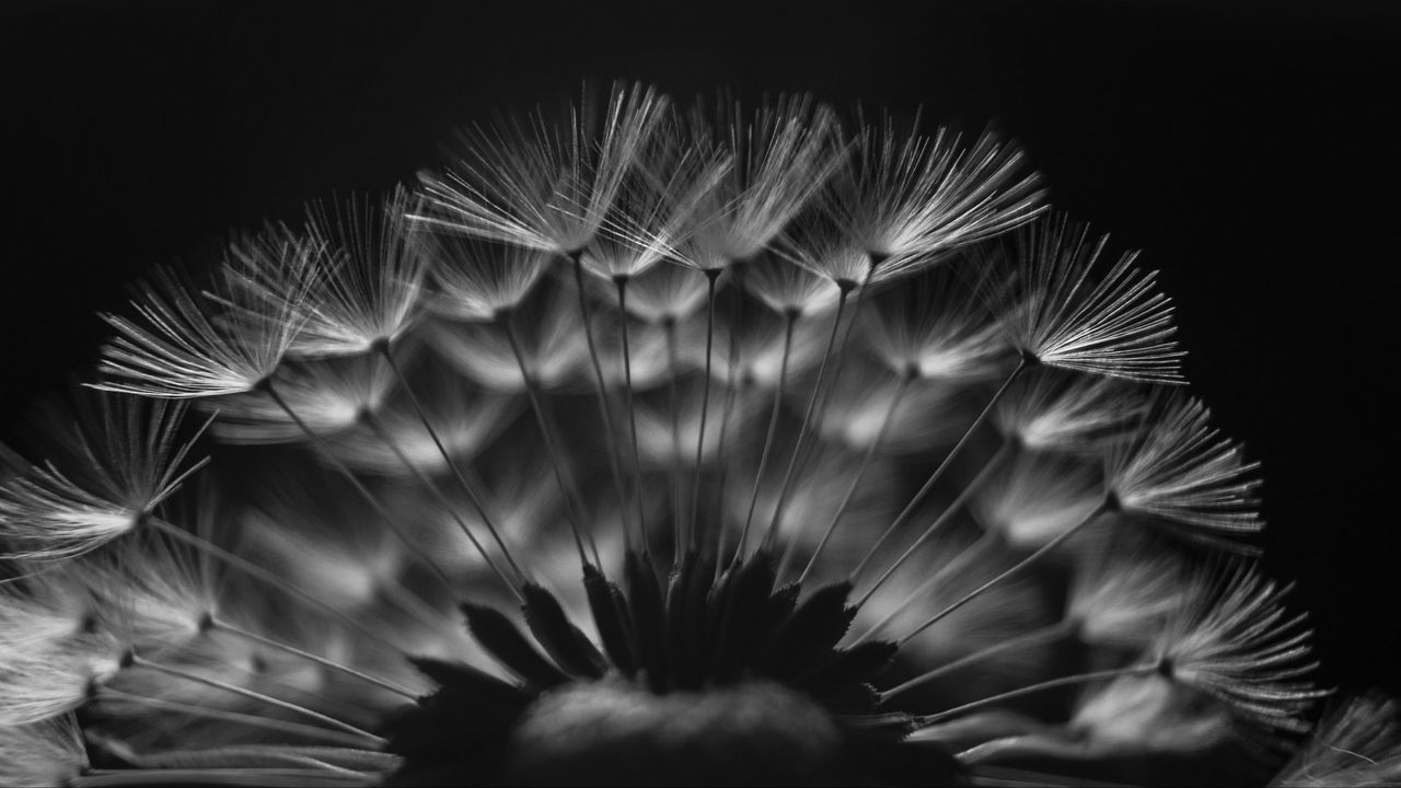 Wallpaper dandelion, fluff, macro, black and white