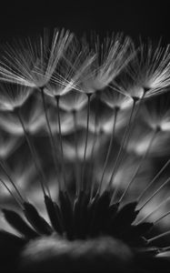 Preview wallpaper dandelion, fluff, macro, black and white