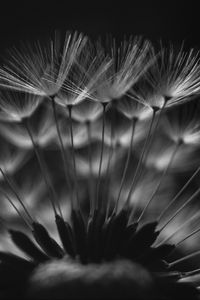 Preview wallpaper dandelion, fluff, macro, black and white