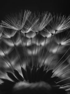 Preview wallpaper dandelion, fluff, macro, black and white