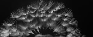 Preview wallpaper dandelion, fluff, macro, black and white