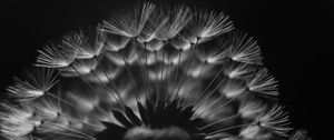 Preview wallpaper dandelion, fluff, macro, black and white