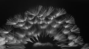 Preview wallpaper dandelion, fluff, macro, black and white