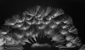 Preview wallpaper dandelion, fluff, macro, black and white