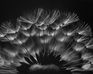 Preview wallpaper dandelion, fluff, macro, black and white