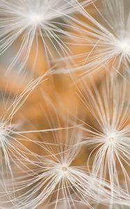 Preview wallpaper dandelion, fluff, macro, white