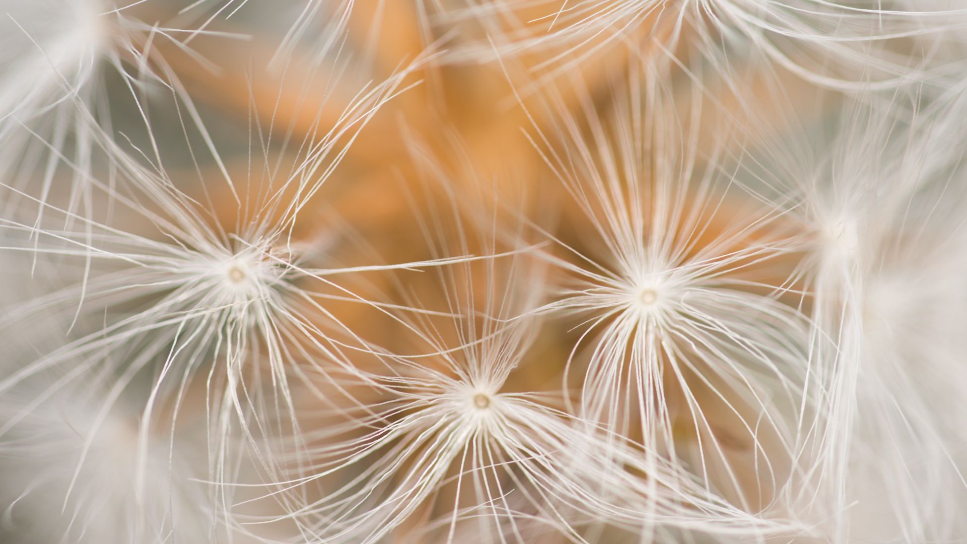 Download wallpaper 1920x1080 dandelion, fluff, macro, white full hd