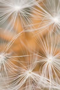 Preview wallpaper dandelion, fluff, macro, white