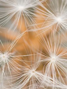 Preview wallpaper dandelion, fluff, macro, white