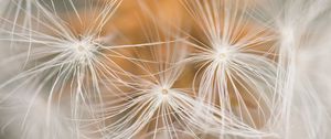 Preview wallpaper dandelion, fluff, macro, white