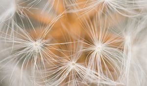 Preview wallpaper dandelion, fluff, macro, white