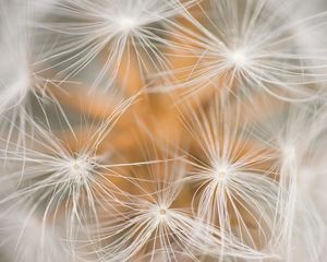 Preview wallpaper dandelion, fluff, macro, white