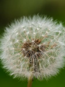 Preview wallpaper dandelion, fluff, macro, white, summer