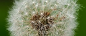 Preview wallpaper dandelion, fluff, macro, white, summer