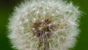 Preview wallpaper dandelion, fluff, macro, white, summer