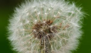 Preview wallpaper dandelion, fluff, macro, white, summer