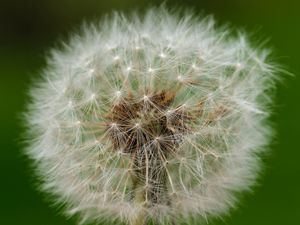 Preview wallpaper dandelion, fluff, macro, white, summer