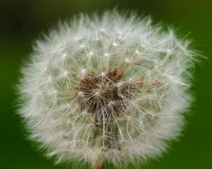 Preview wallpaper dandelion, fluff, macro, white, summer