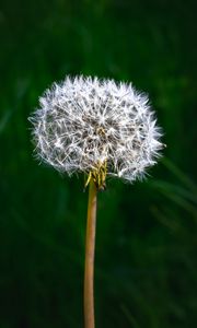 Preview wallpaper dandelion, fluff, plant, macro