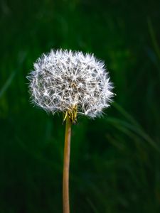 Preview wallpaper dandelion, fluff, plant, macro