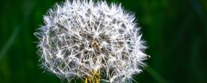 Preview wallpaper dandelion, fluff, plant, macro