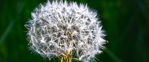 Preview wallpaper dandelion, fluff, plant, macro