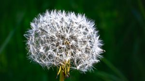 Preview wallpaper dandelion, fluff, plant, macro