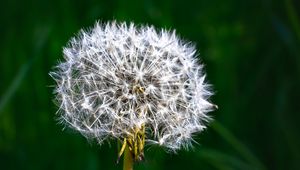 Preview wallpaper dandelion, fluff, plant, macro