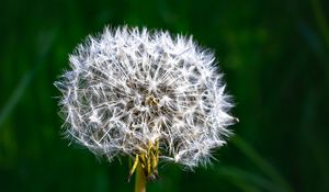 Preview wallpaper dandelion, fluff, plant, macro