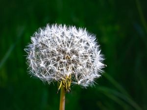 Preview wallpaper dandelion, fluff, plant, macro