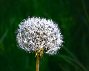 Preview wallpaper dandelion, fluff, plant, macro