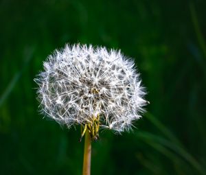 Preview wallpaper dandelion, fluff, plant, macro