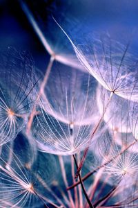 Preview wallpaper dandelion, fluff, plant