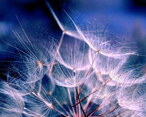 Preview wallpaper dandelion, fluff, plant