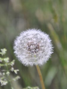 Preview wallpaper dandelion, fluff, plant, stalk