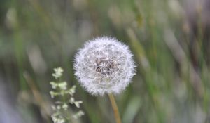 Preview wallpaper dandelion, fluff, plant, stalk