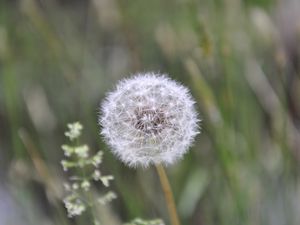 Preview wallpaper dandelion, fluff, plant, stalk