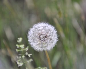 Preview wallpaper dandelion, fluff, plant, stalk