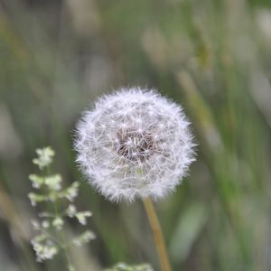 Preview wallpaper dandelion, fluff, plant, stalk