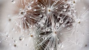 Preview wallpaper dandelion, fluff, seeds, drops