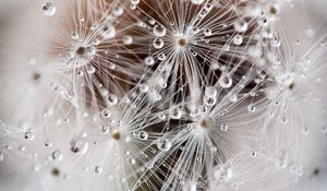 Preview wallpaper dandelion, fluff, seeds, drops