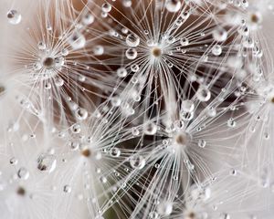 Preview wallpaper dandelion, fluff, seeds, drops