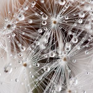 Preview wallpaper dandelion, fluff, seeds, drops