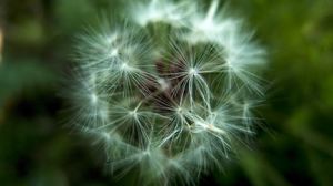 Preview wallpaper dandelion, fluff, seeds, flower